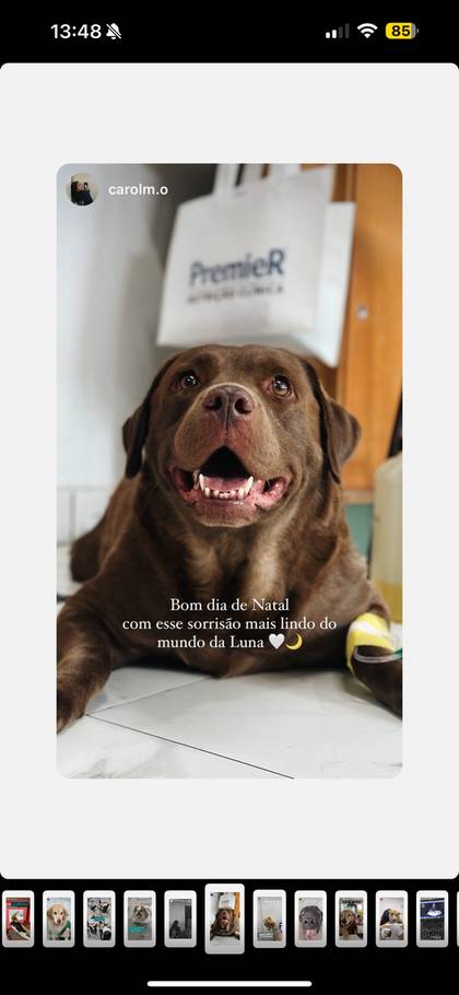 Pet atendido no Vetvogas