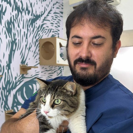 Gato acolhido no espaço felino